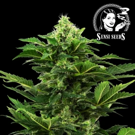 Sensi Seeds Afghan Pearl CBD Fem. (3 semená) - Automatické - kvet