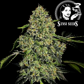 White Label O.G. Kush (3 semená) - Automatické - kvet