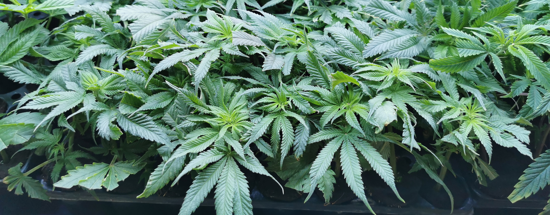 Fotografia z konopnej výstavy Cultiva 2022