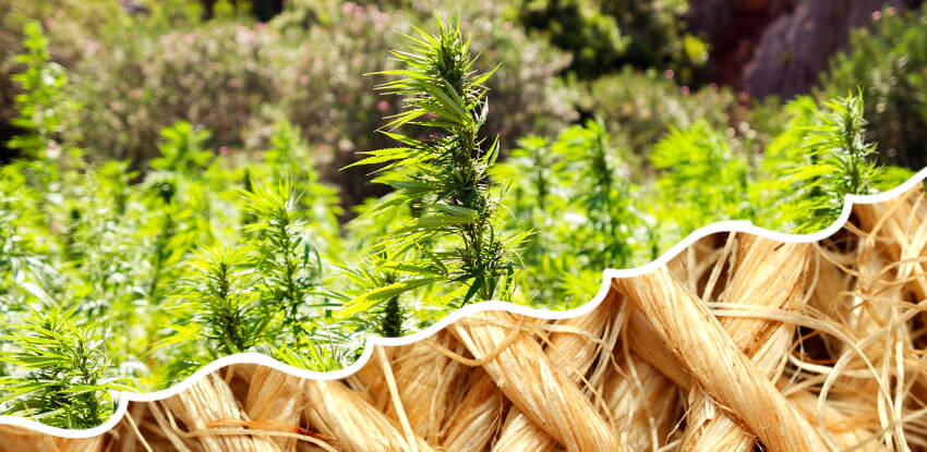 Konopné vlákna a pole