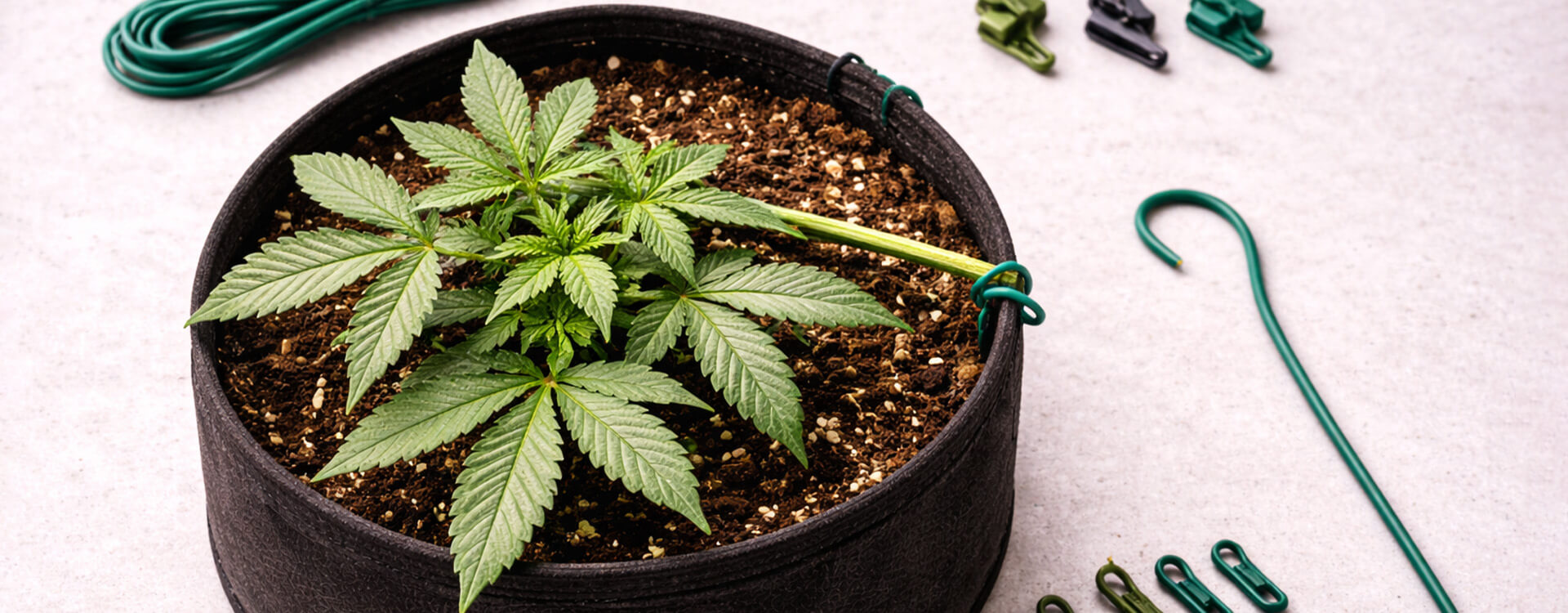 Najvhodnejsie-odrody-pre-LST