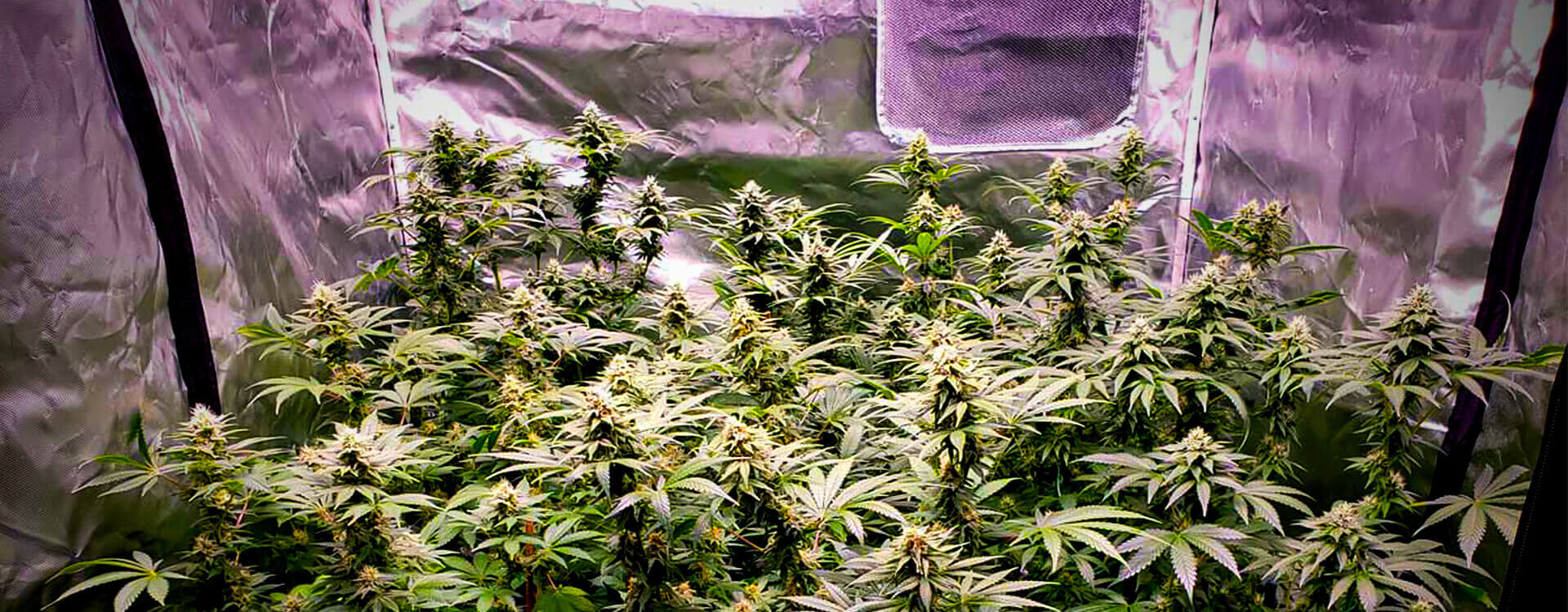 Preco-su-growboxy-neodolatelnou-volbou