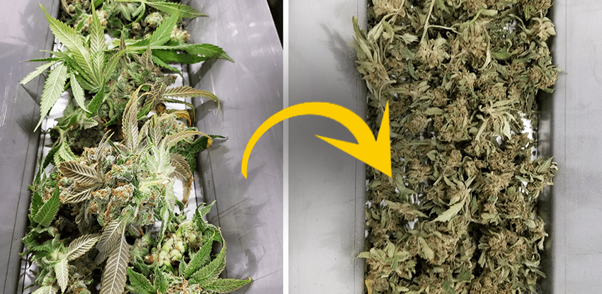 dekarboxylacia 2 BongoBlog-min.png